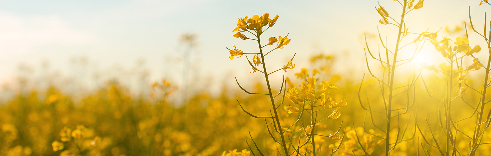 Bestattungen Mayr GBR